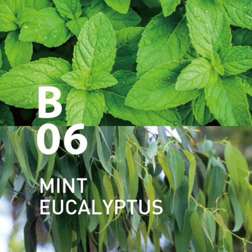 B06 Mint Eucalyptus