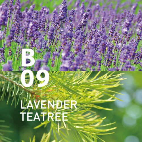 B09 Lavender Teatree