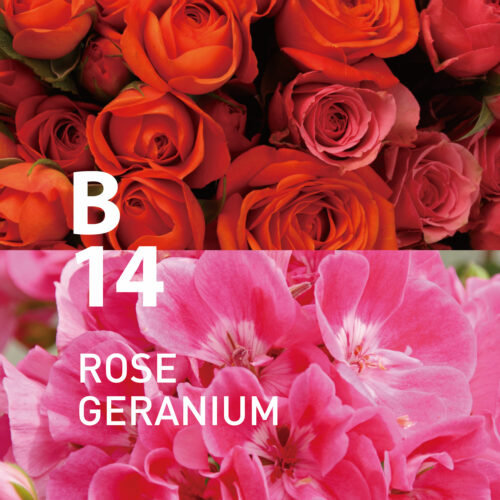 B14 Rose Geranium