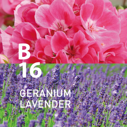 B16 Geranium Lavender