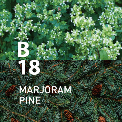 B18 Majoram Pine