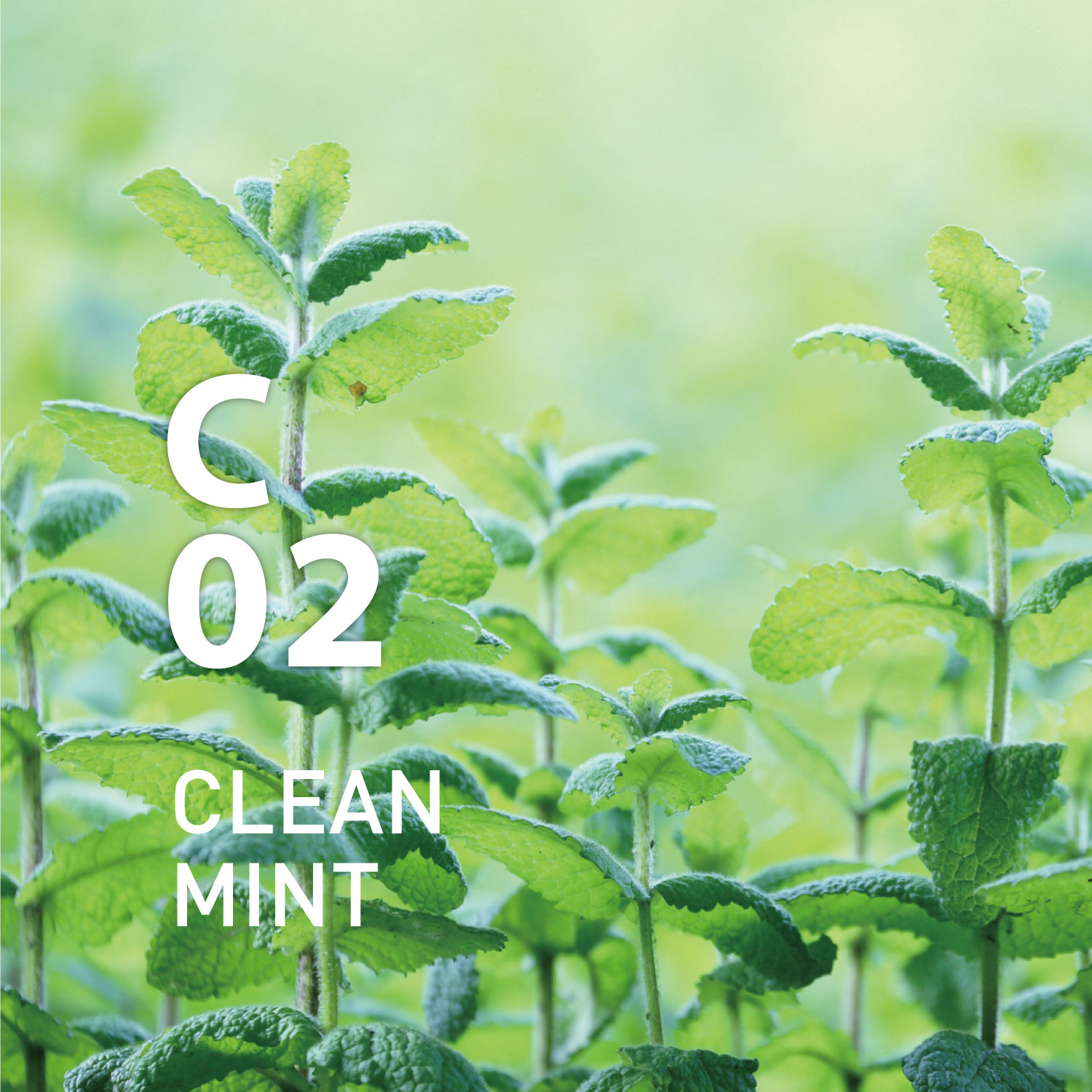 Raumspray C02 Clean Mint