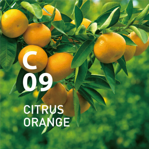 C09 Citrus Orange