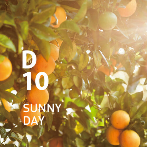 D10 Sunny Day