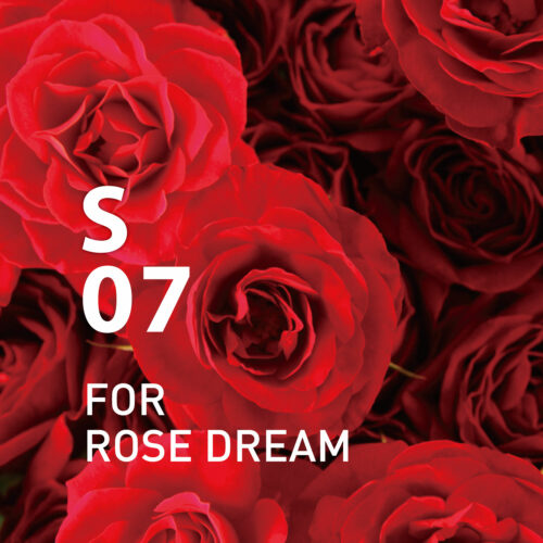 S07 For Rose Dream