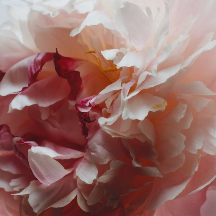 Peony & Blush Suede Cologne – Bild 3