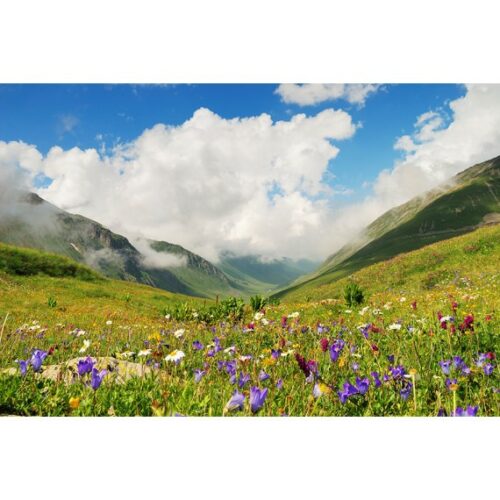 Bergblumen - Room Fragrance