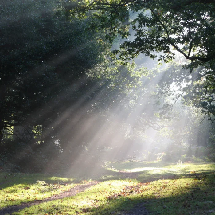 Shaft of Light – Bild 3