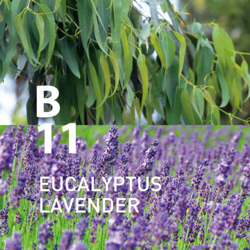 B11 Eucalyptus Lavender